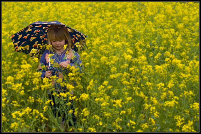 The Mustard Field