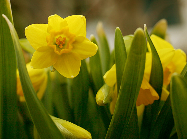 Little Flowers of Spring