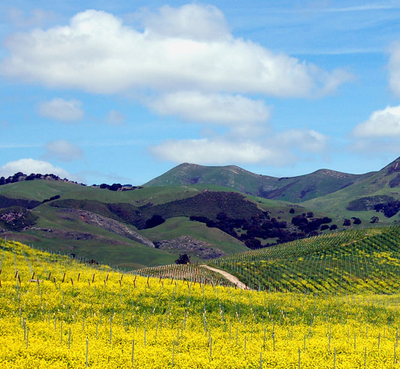 Wild Mustard