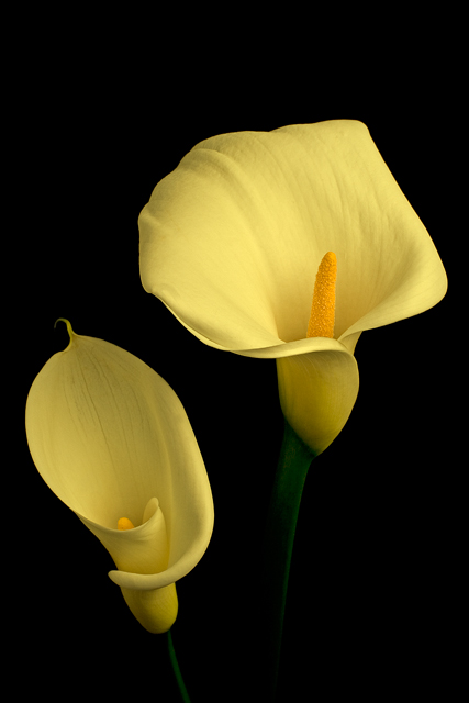 Yellow Callas