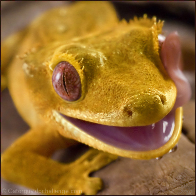 Crested Gecko