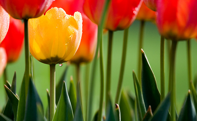 Yellow Tulip