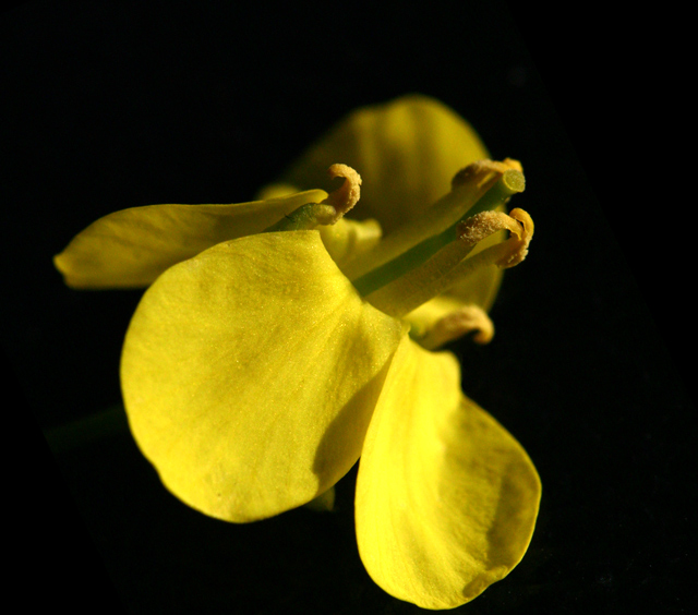 Lettuce Flower