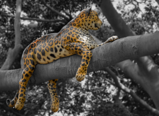 Well Spotted Cat