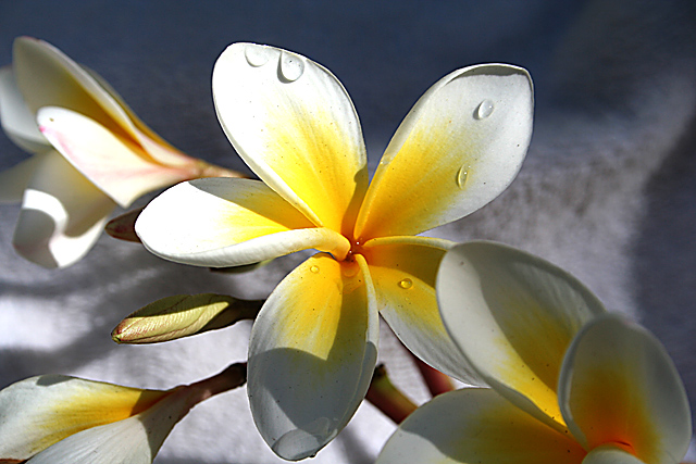 tear drops to yellow