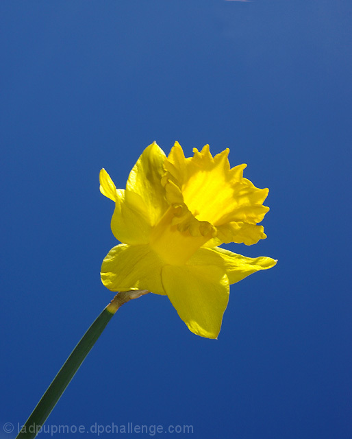 Yellow Daffodil