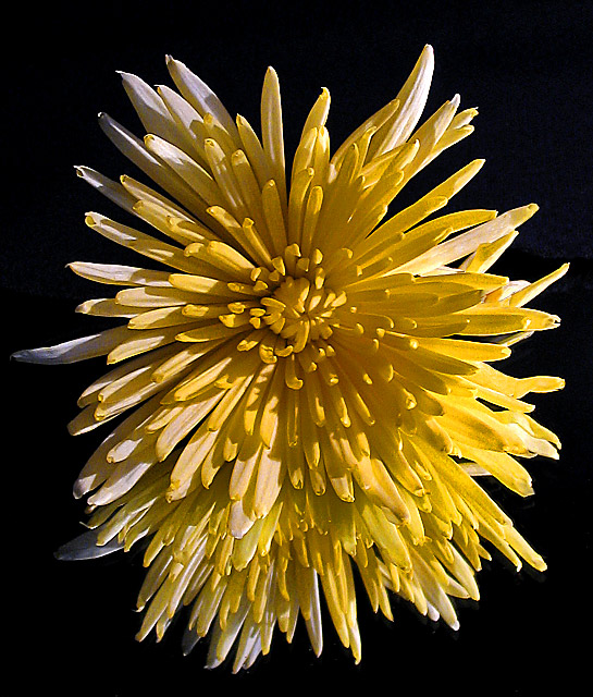 Sunburst