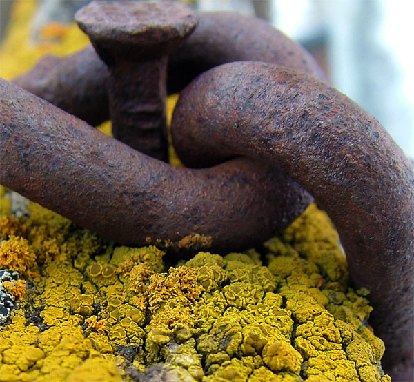 Age: Lichen and Rust