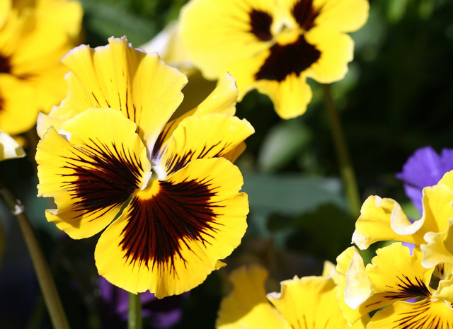 Yellow Pansies