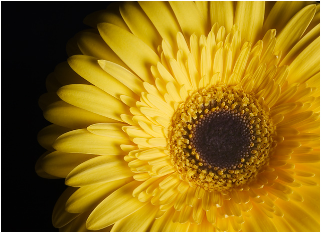 Gerbera Yellow