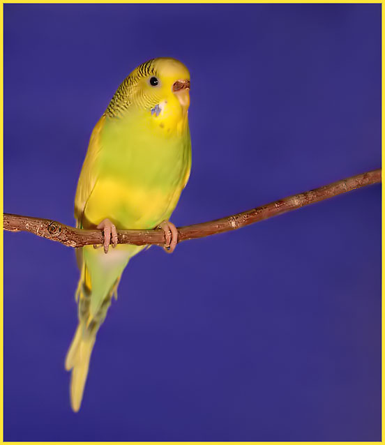 Parakeet