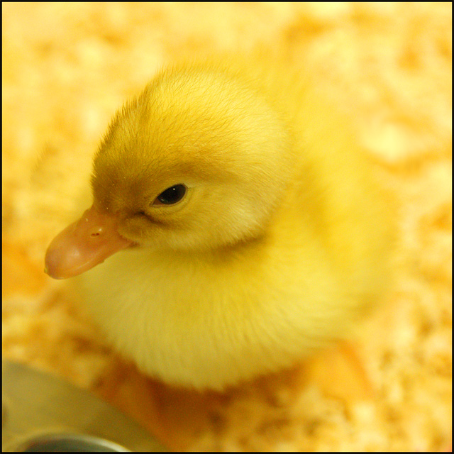Just Duckie