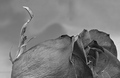 Beauty Dying