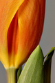 Delicate