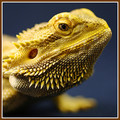 Bearded Dragon
