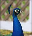 Peacock Head Shot