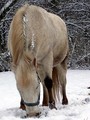 Pony in April Snow