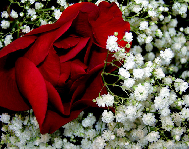 Birthday Rose