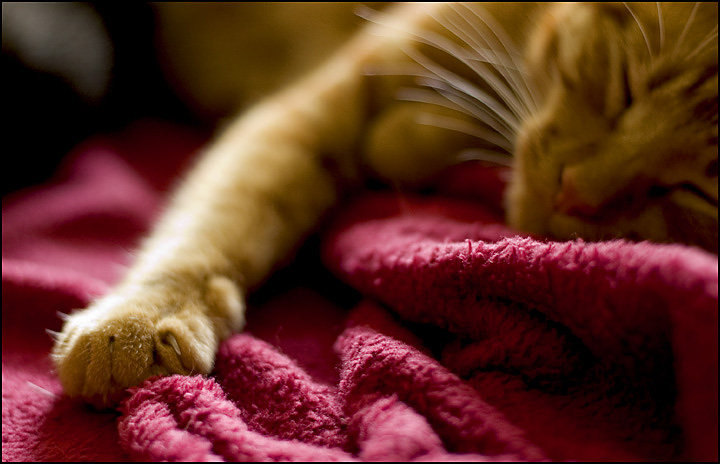 Favorite blanket
