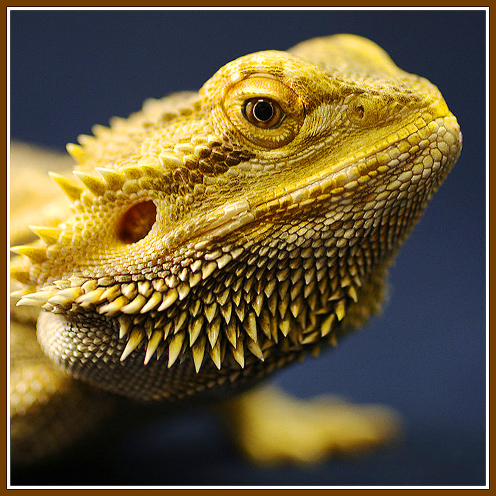 Bearded Dragon