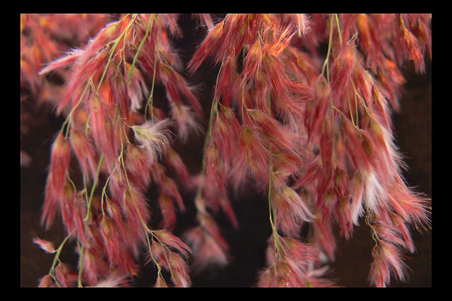 Fluffies