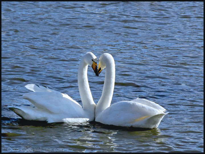 Smooth love