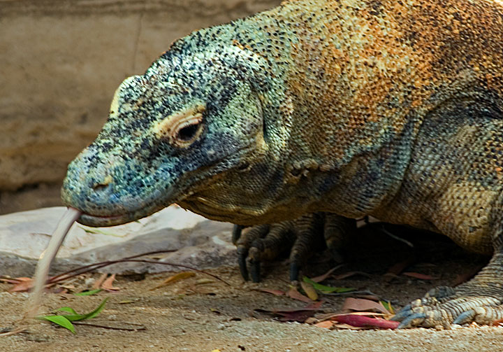 Komodo Dragon