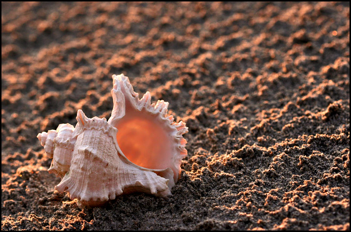Beauty By The Seashore