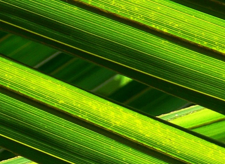 Pheonix Palm tree leaves