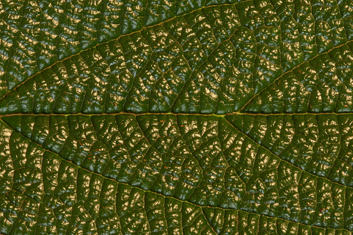 Interesting surface of a leaf