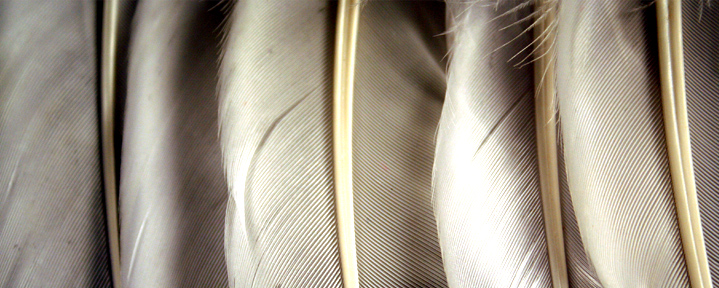 Angel Wing