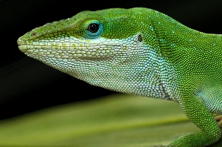 Backyard Lizard (Lizardus texturus)