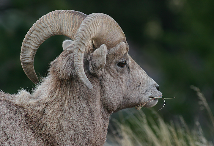 Bighorn Ram Textures