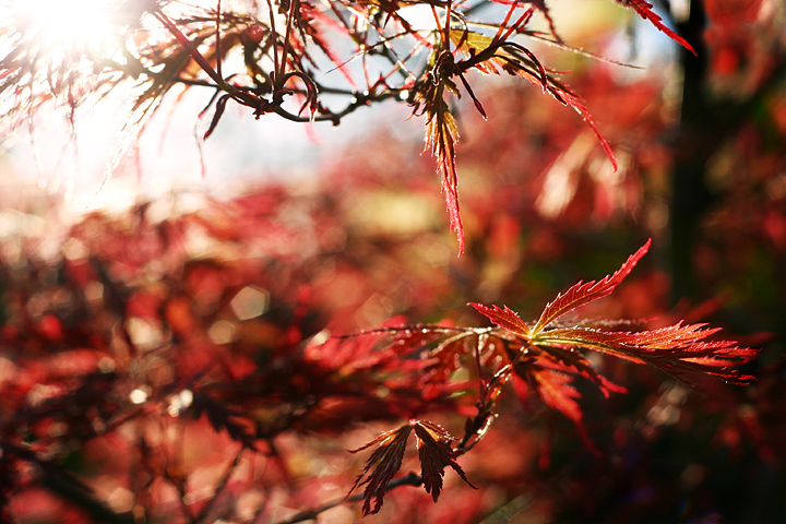 Through Lacy Leaves