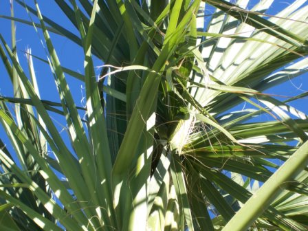 texture of a palm