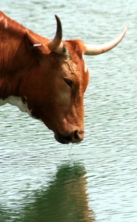 The Watering Hole