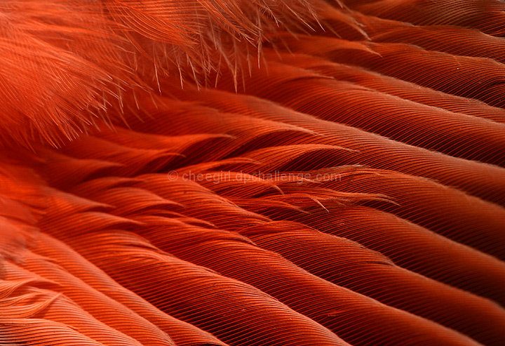 Textures of a Wing