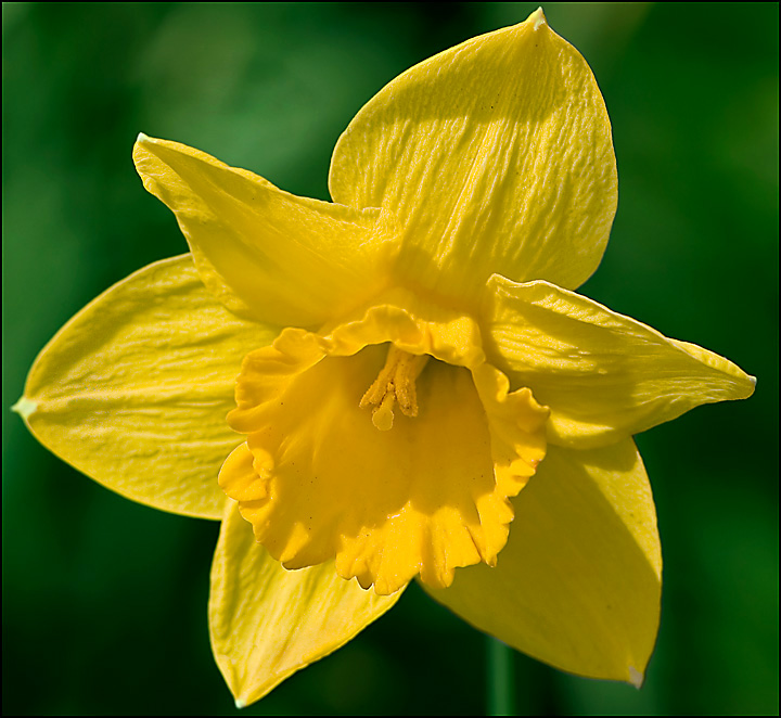 The Daffodil