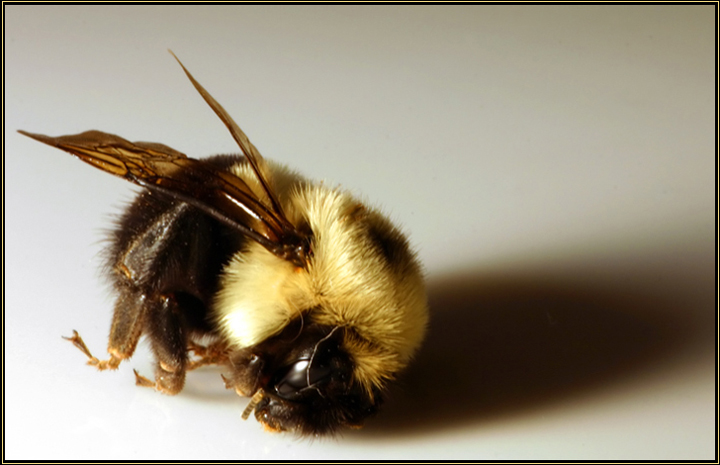 Death Of The Bumble Bee