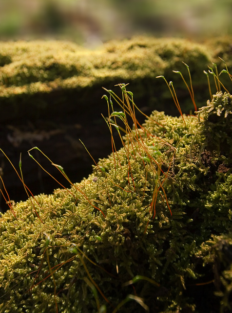 Moss Forest