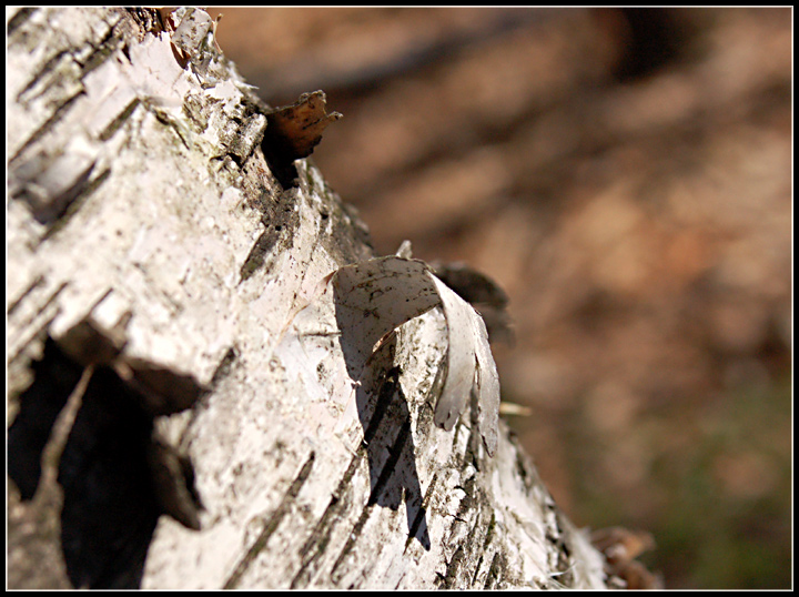 Nature's Textures