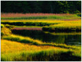 Salt Marsh at Midsummer — June, 2002