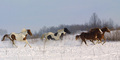 Running Free