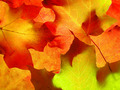 Autumn abstract