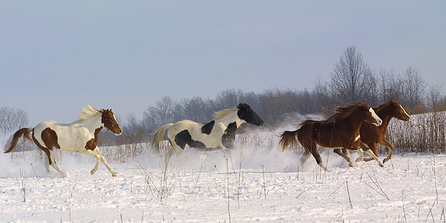 Running Free