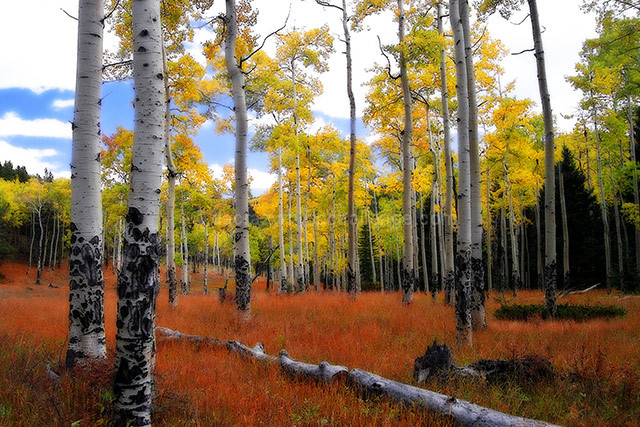 Aspen Meadow