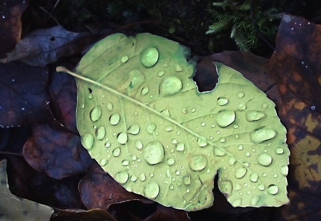 Fallen