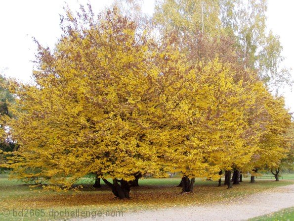 Autumn Trees in Volkspark