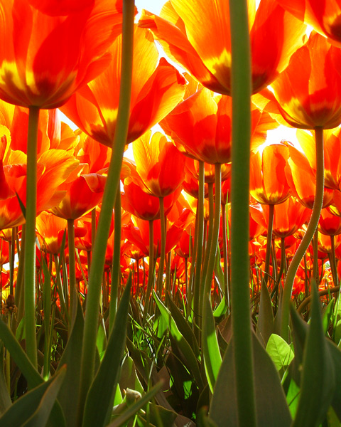 tulip forest