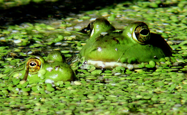 Was Grandpa Really the Frog Prince, Daddy?